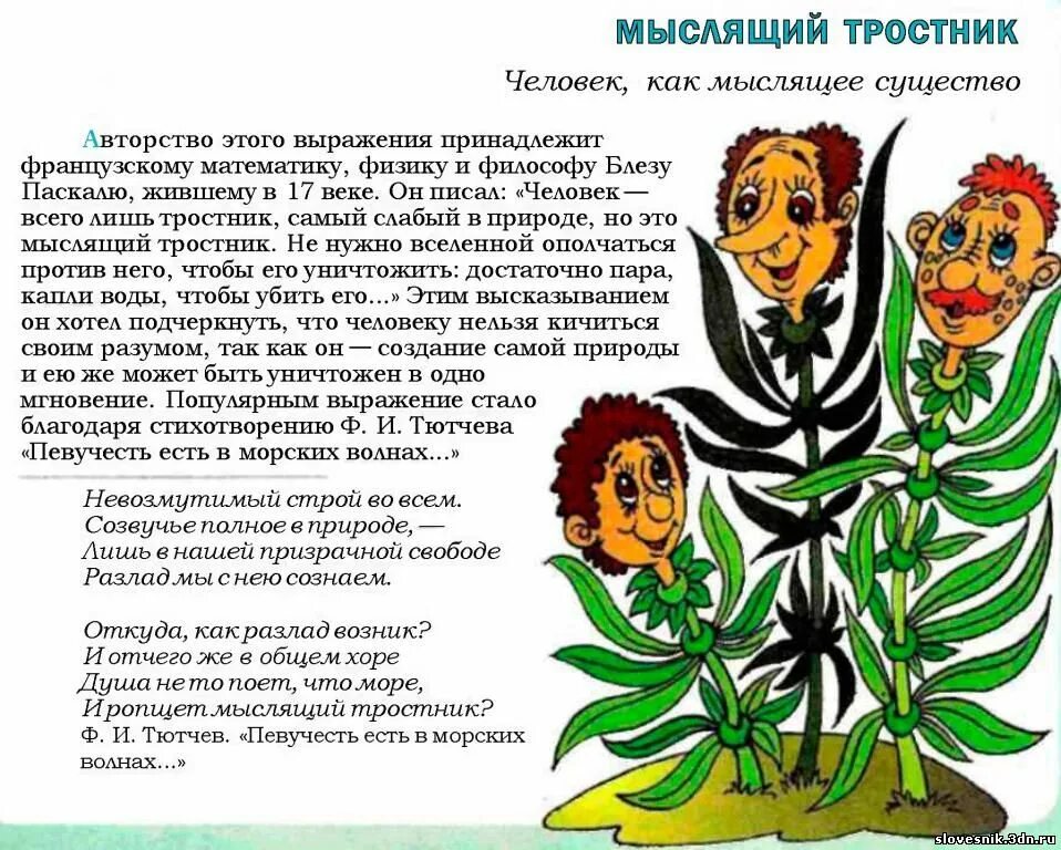 человек мыслящий тростник. мыслящий тростник. блез паскаль мыслящий тростник. человек мыслящий тростник. мыслящий тростник тютчев.