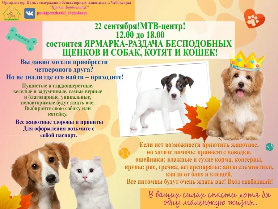 Выставочный центр чебоксары. Приют для животных чебоксары. кошачий приют чебоксары. чебоксарский приют для кошек. приют для кошек в чувашии.