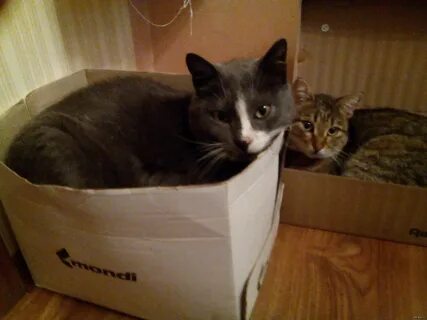 Почему короб