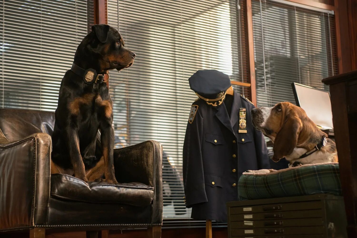 собаки под прикрытием. собаки под прикрытием. собаки под прикрытием. псы под прикрытием ротвейлер. пёс под прикрытием 2021.