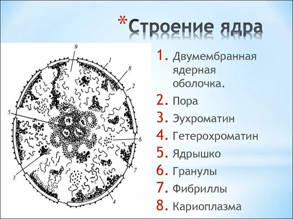 Схема ядра эукариотической клетки. Компоненты интерфазного ядра клетки. Ультраструктура клеточного ядра. Строение ядра гистология. Назовите структуры ядра