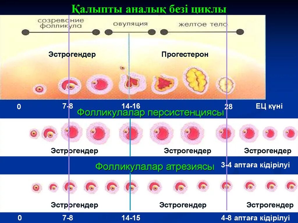 Цикл желтого тела. Цикл желтого тела стадии. Желтое тело по дням цикла.