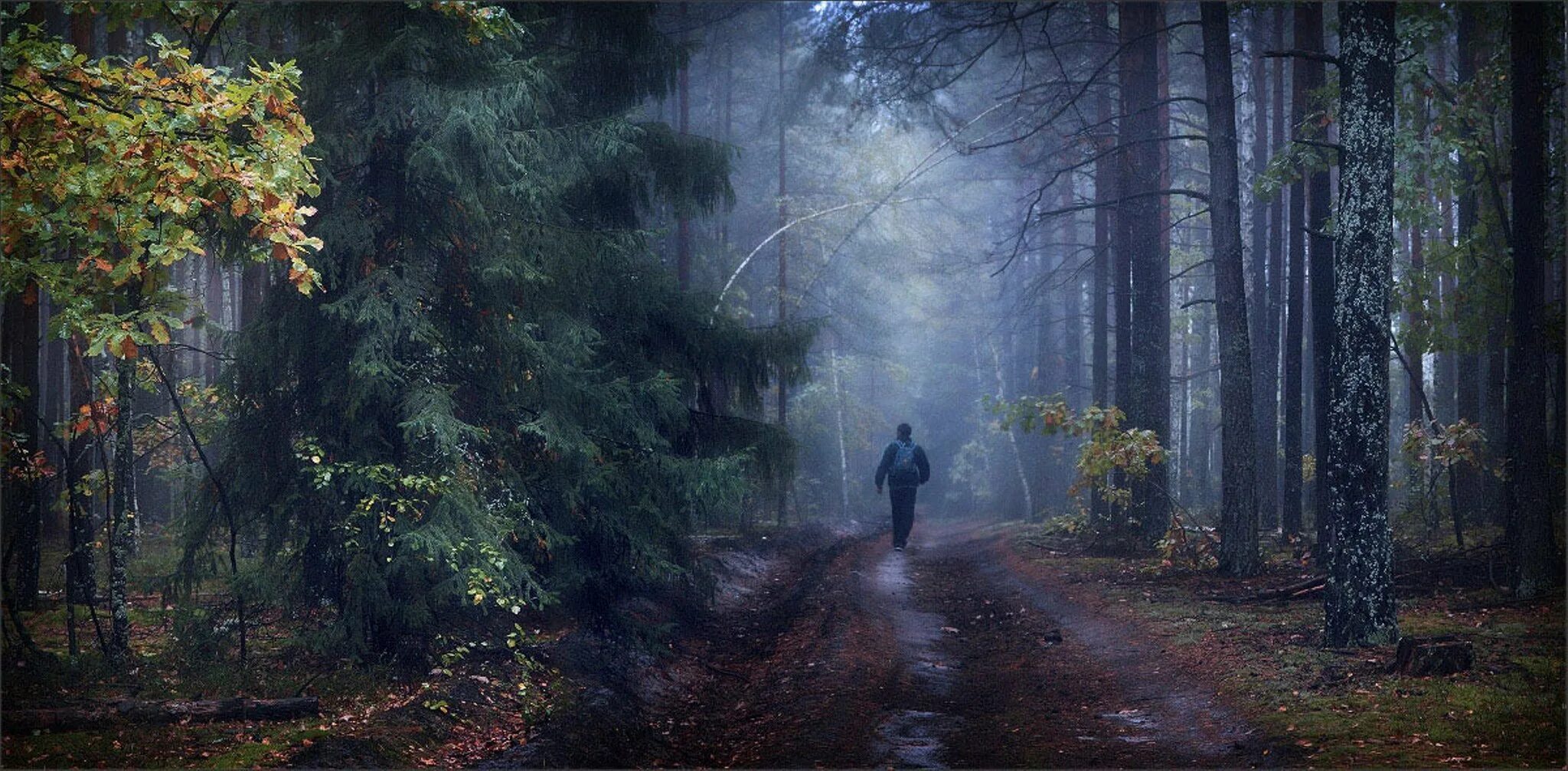 Дождь в лесу. Странник в лесу. Мрачный пейзаж. Одинокий лес.