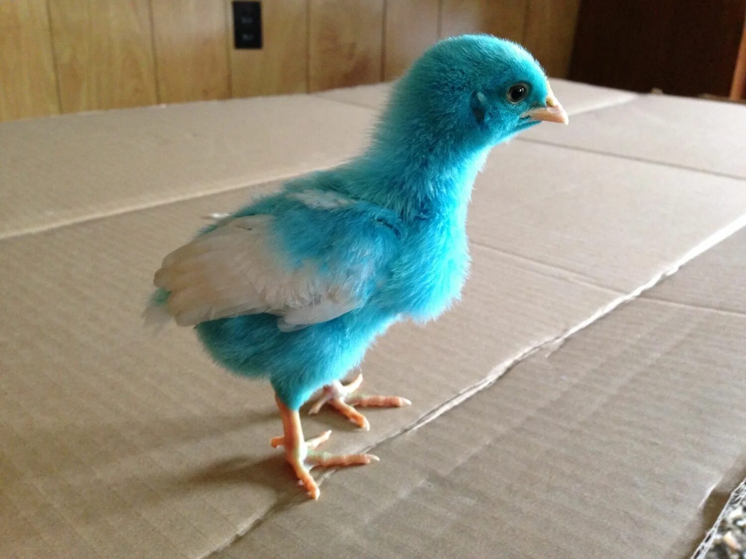 Chick blue. Голубые цыплята. Сильвер блю куры. Цыпленок убегает. Chick blue.