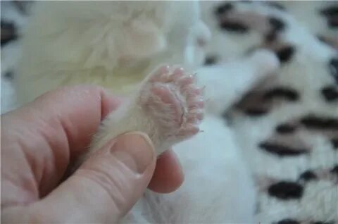 Мейн кун сколько пальцев на лапе