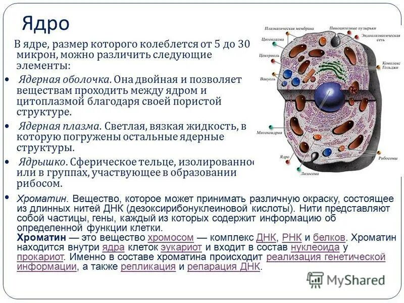 Частью ядра является. Цитоплазматическая мембрана ядрышко. ядро строение и функции. строение клетки мембрана цитоплазма. состав ядра клетки.