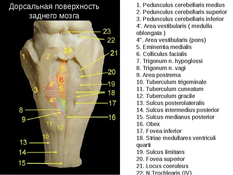 Поверхности заднего мозга. Ромбовидная ямка продолговатого мозга анатомия. Дорсальная поверхность ствола головного мозга. Дорсальная поверхность продолговатого мозга.