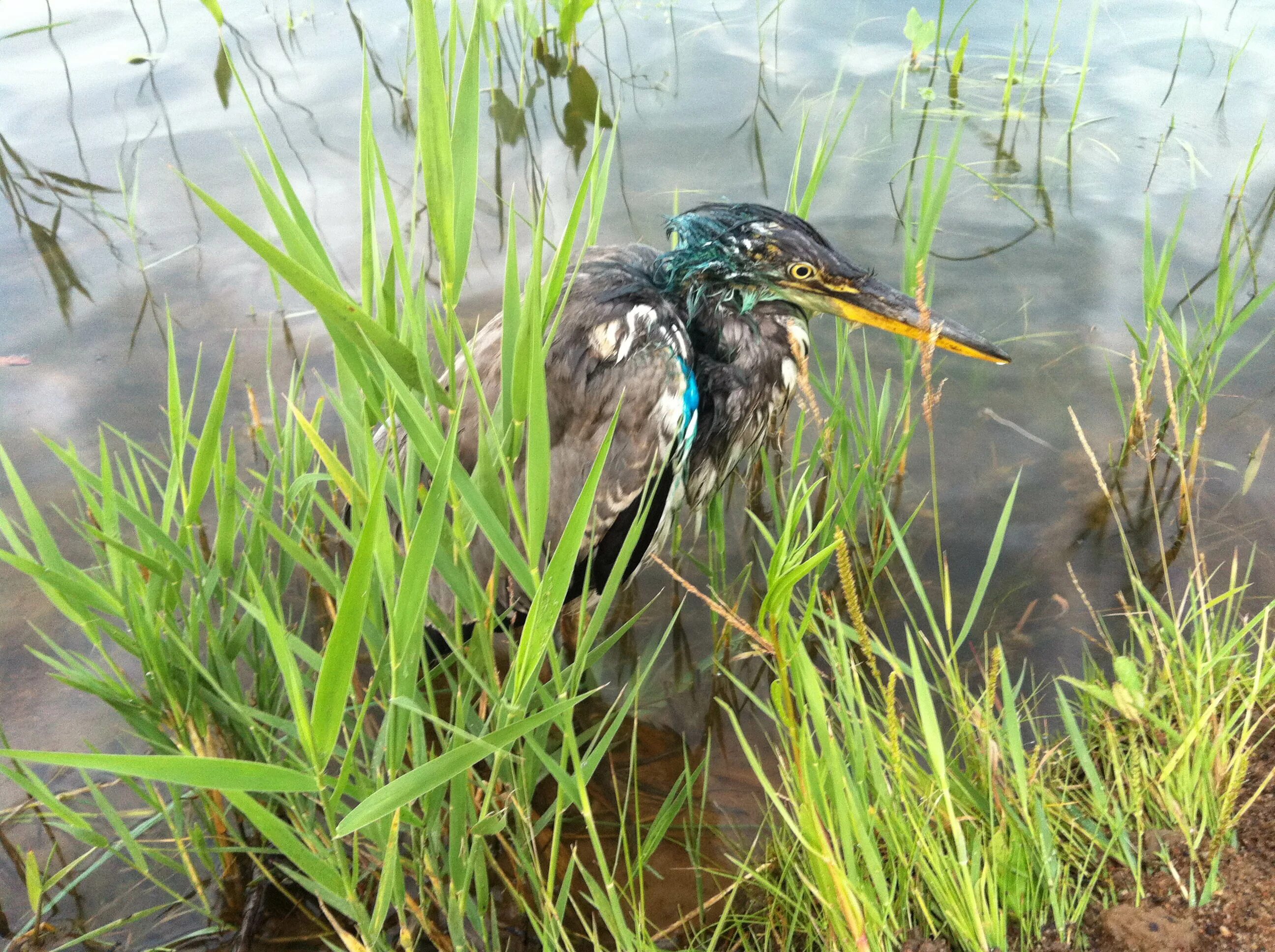 Цапля агами. Трубач агами. Околоводная птица трубач. Сибирский кроншнеп-малютка. Журавль трубач.