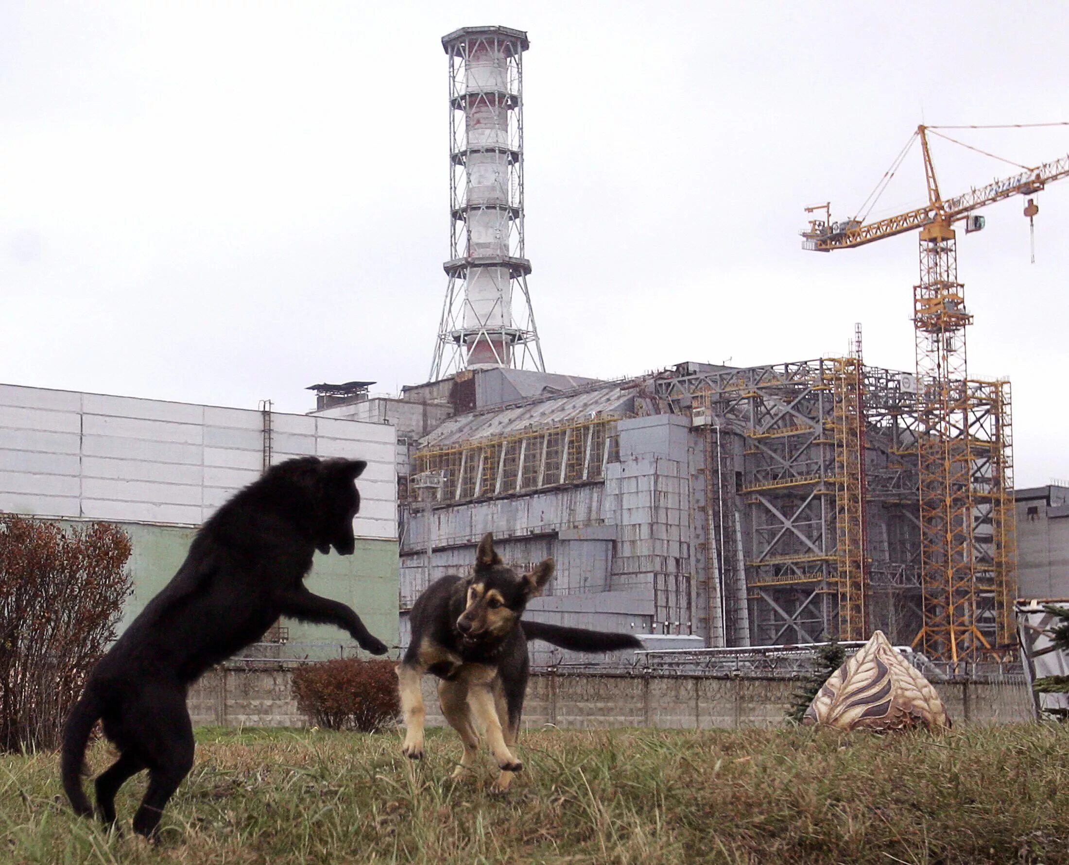 Радиация в чернобыле 2024. Зона отчуждения Чернобыльской АЭС Припять. Чернобыль зона отчуждения ЧАЭС. ЧАЭС зона отчуждения мутанты Припять. Животные в зоне отчуждения Чернобыльской АЭС.