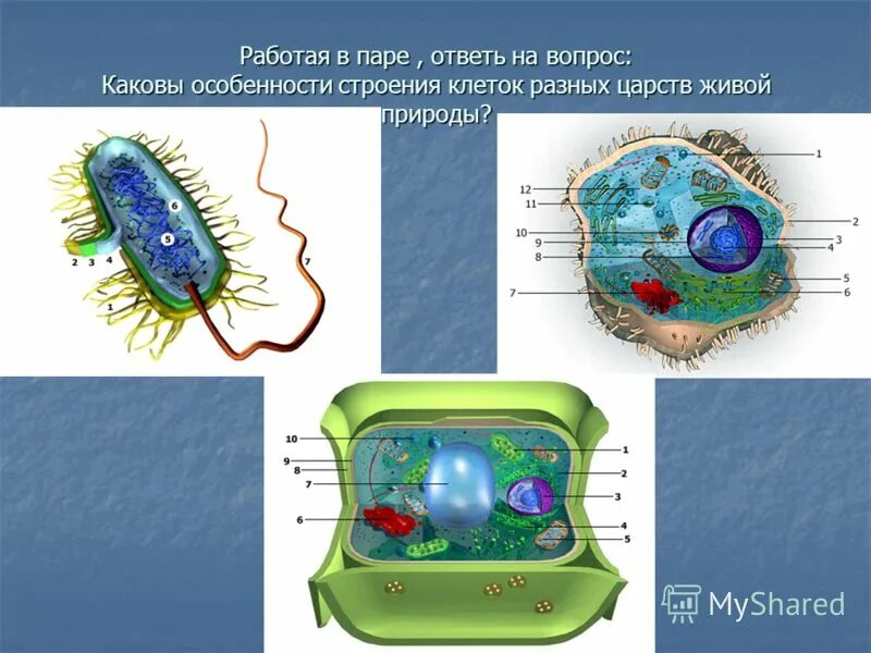 Клетки разных Царств. Клетки разных Царств живой природы. Строение клеток Царств. Строение клеток различных Царств живой природы.