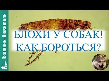 Женщина как собака без блох