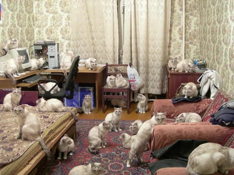 Пой пока дома. Домашние животные для квартиры. Много котов в квартире. Кошка в квартире. Комната для кошек.
