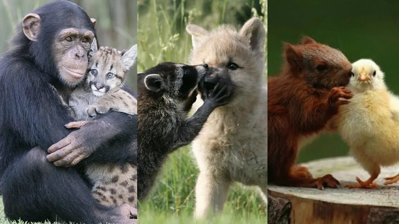 Живущие вместе видео. Дружба животных разных видов. Необычная Дружба. Дружба между животными разных видов. Необычная Дружба диких животных.