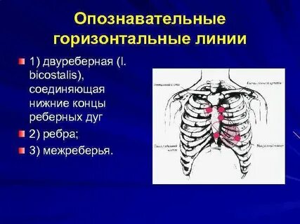 Линии ребер