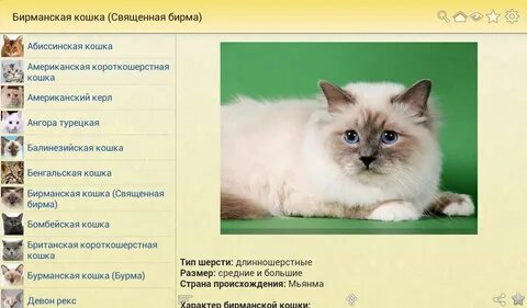 Слова породы кошек
