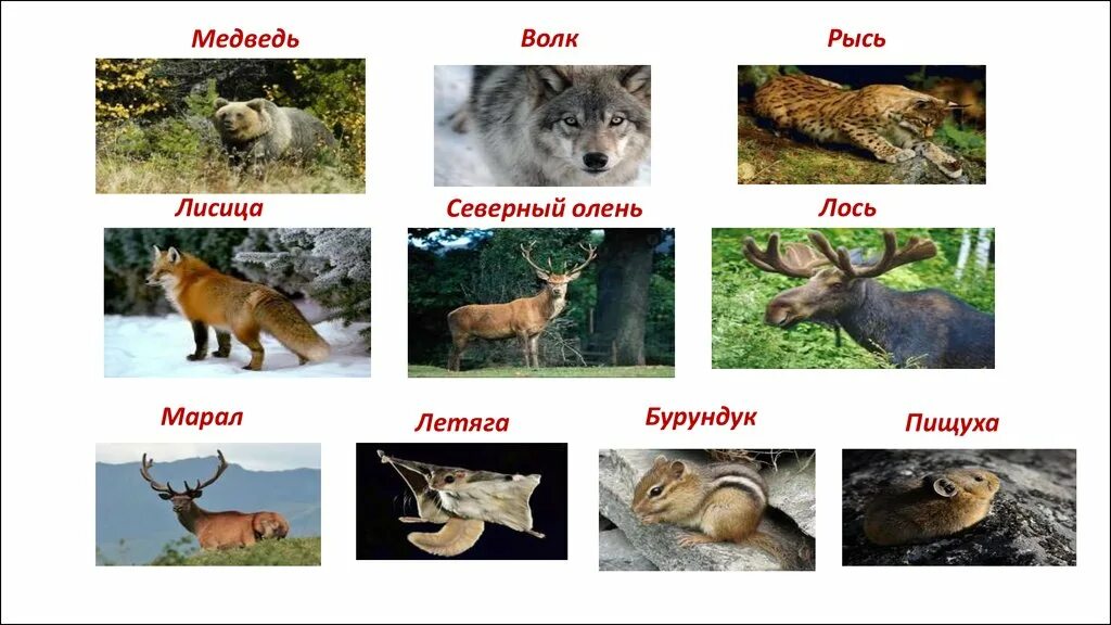 Заяц рысь лиса еж. Медведь волк белка. лиса, волк и медведь. волк лиса и заяц. рысь волк и медведь.
