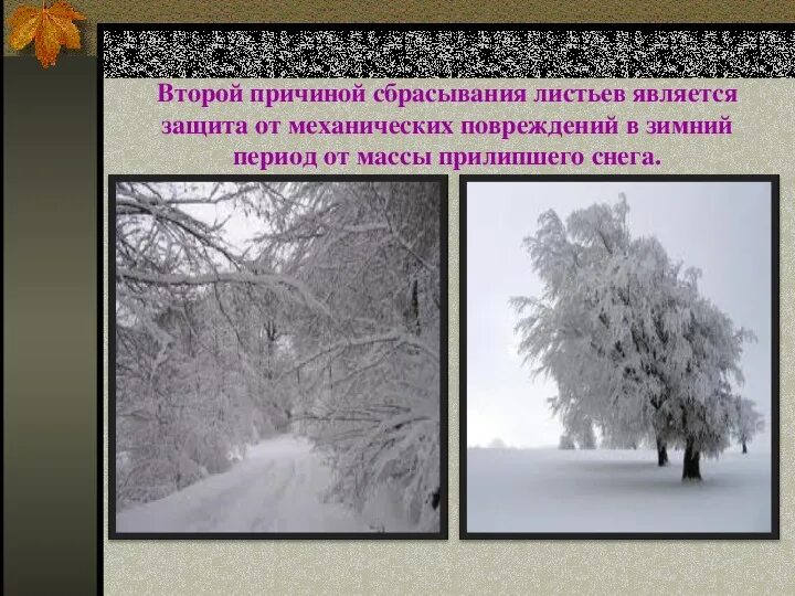 Листопад урок 6 класс. Листопад 6 класс биология презентация. Презентация листопада биология 6 класс презентация. Листопад биология 6 класс. Презентация на тему листопад по биологии 6 класс.