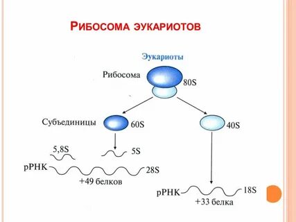 Типы рибосом в эукариотических клетках