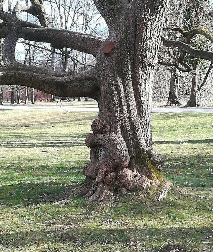 Look at that tree it fall down