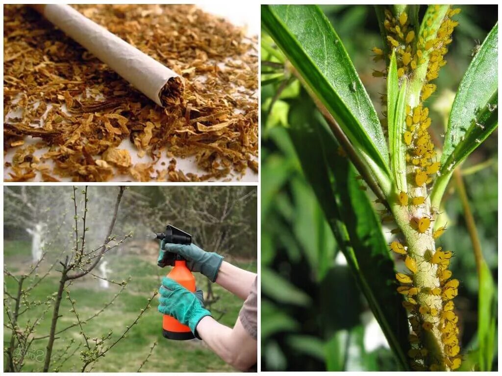 Борьба с вредителями растений. Табак против вредителей. Табак от тли. Табак для растений от вредителей.