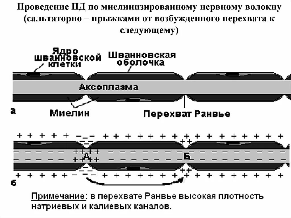 Проведение нервного импульса в миелинизированном волокне. Проведение возбуждения по миелинизированным нервным волокнам:. проведение потенциала действия по нервным волокнам. проведение нервного возбуждения по немиелинизированному волокну. проведение пд по нервному волокну.