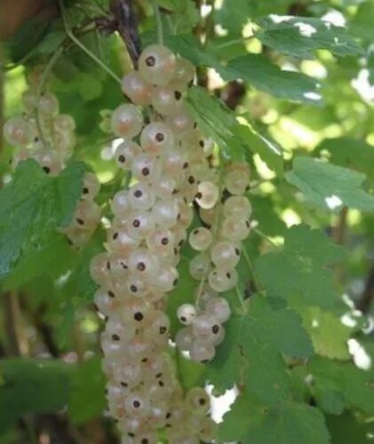 Смородина белая (ribes niveum `версальская`). Смородина белая смольяниновская. Смородина белая белая фея. Смородина белая виксне белая. Смородина уральская белая.