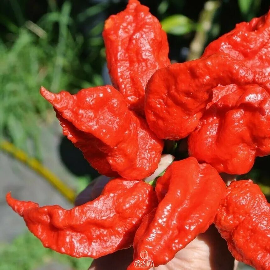 Тепин острый перец(tepin). 2. Aji перец. Острый перец piri-piri. Scorpion red перец.