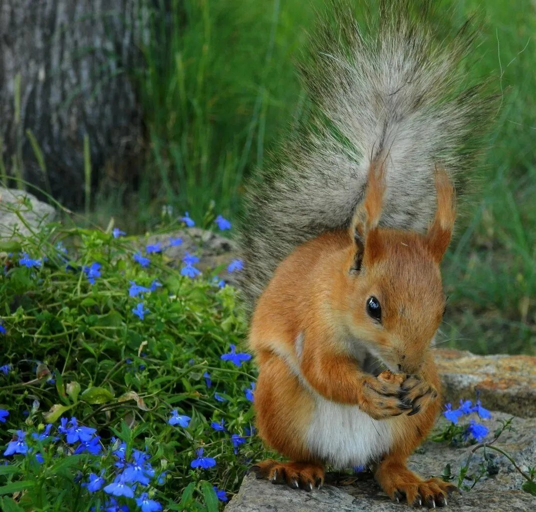 Росстительныйи животный мир. Белочка с цветами. Животные весной в лесу. Лесные звери весной. Кистеухая белка.