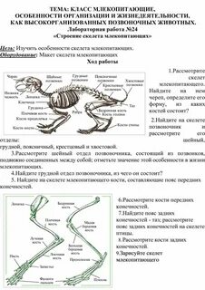 Практическая работа исследование зубной системы млекопитающих