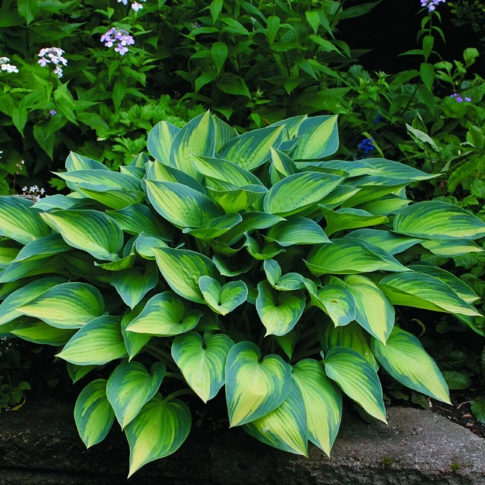 Поставь хост. Хоста hosta june. хоста гибридная джун. хоста джун &#039;june&#039;. hosta june хоста джун.