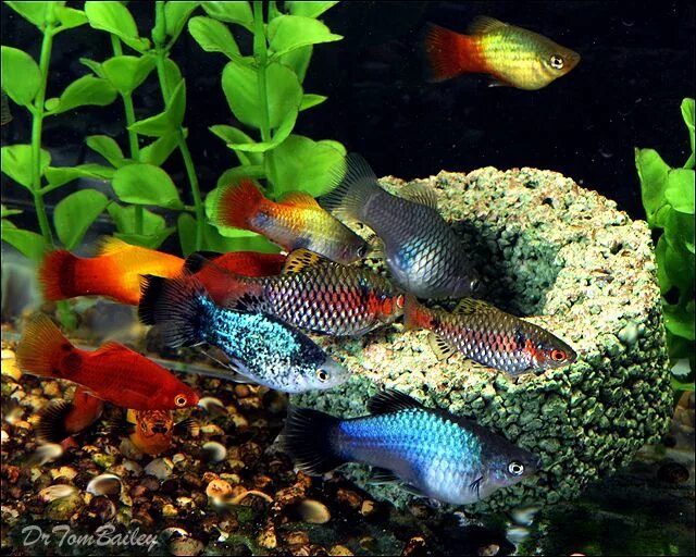 Аквариумные рыбки для начинающих фото #SriLanka is the home for a range of native and commonly known #fish varieties.