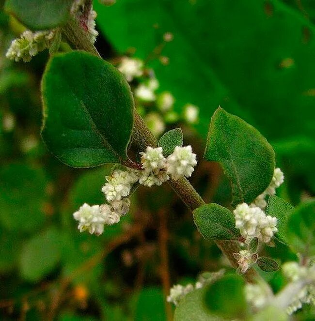 Где растет пол пола. Эрва шерстистая aerva lanata. Эрва шерстистая aerva lanata. Эрва шерстистая aerva lanata. Где растет пол пола.