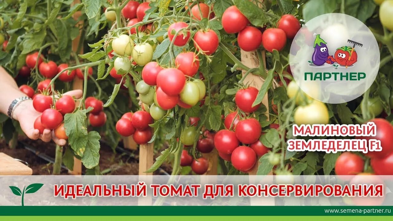 Томат черри оранжевый земледелец. Томат оранжевый земледелец f1. Томат земледелец f1 партнер. Томат земледелец f1 партнер. Томат черри земледелец f1 партнер.