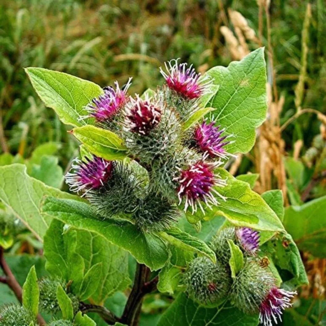 Репейник луговой. Репейник отзывы. Репейник ф- 82 активное репейно-перечное масло, 100мл /5546/. Репейная маска флоресан. Флоресан репейник активное репейно-перечное.