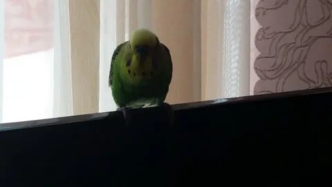 Кеша маленький