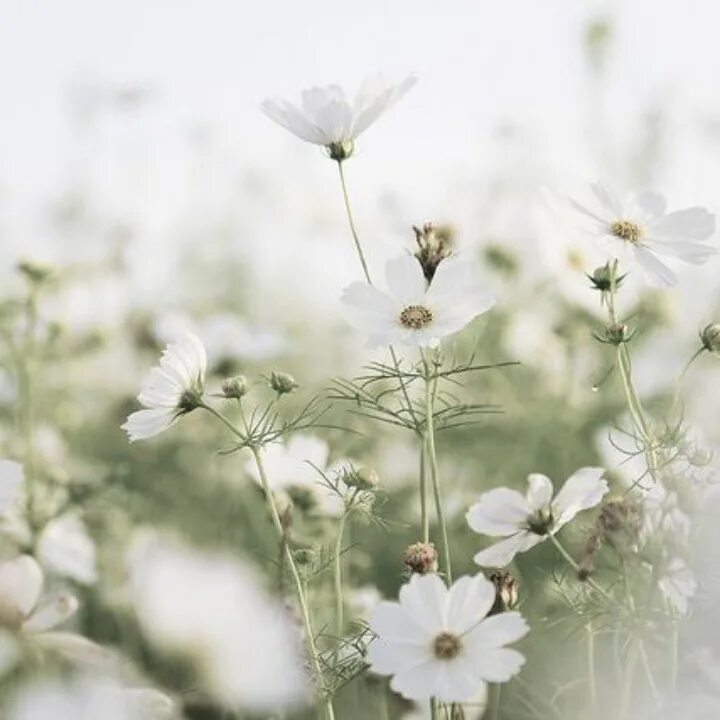 Wait flowers