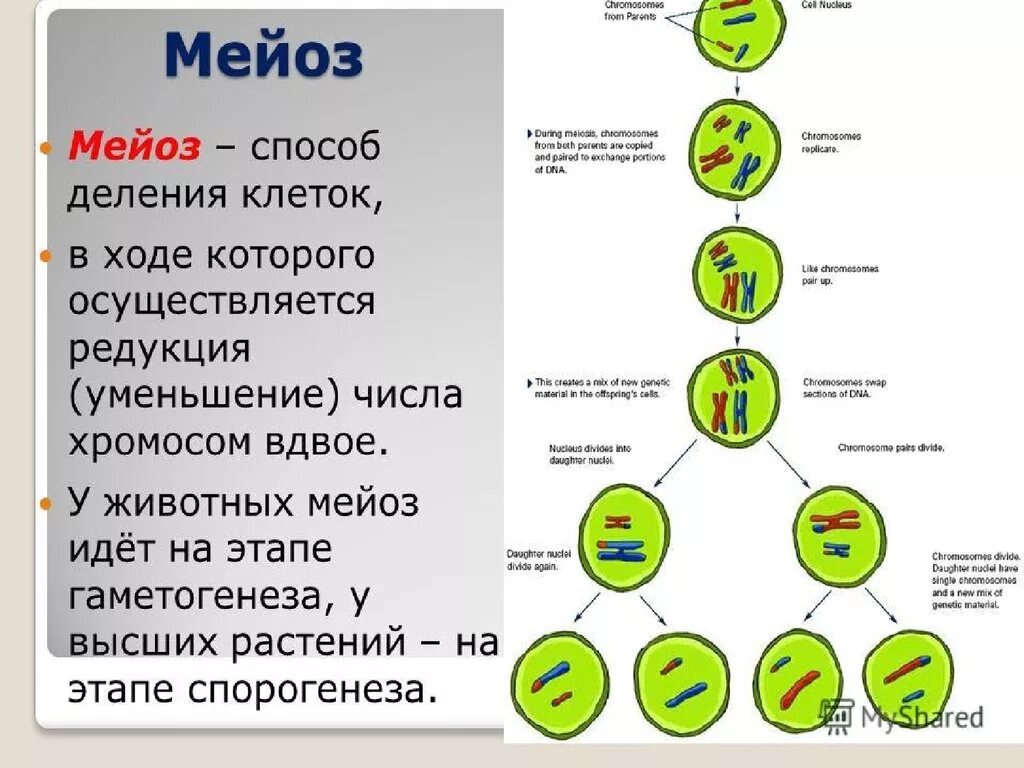 Мейотическое деление клеток зона. Этапы деления клетки мейоз. Фазы мейоза таблица кратко. Деление клеток эукариот схема. Основной механизм деления клетки мейоз вид размножения.