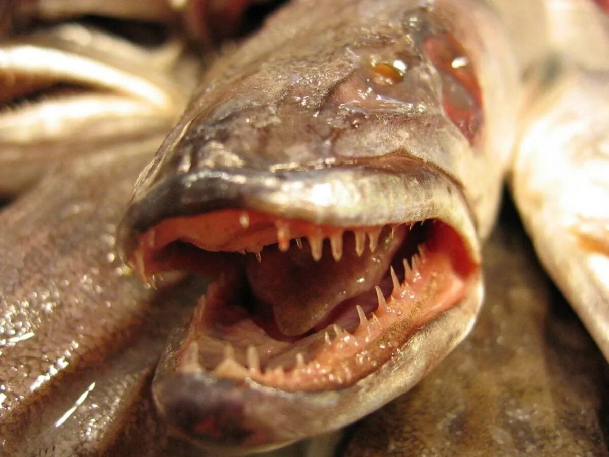Рыба с открытым ртом. Зубы окуня. Зубы речного окуня.