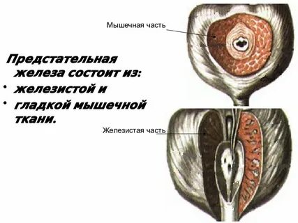 Предстательная железа состоит из