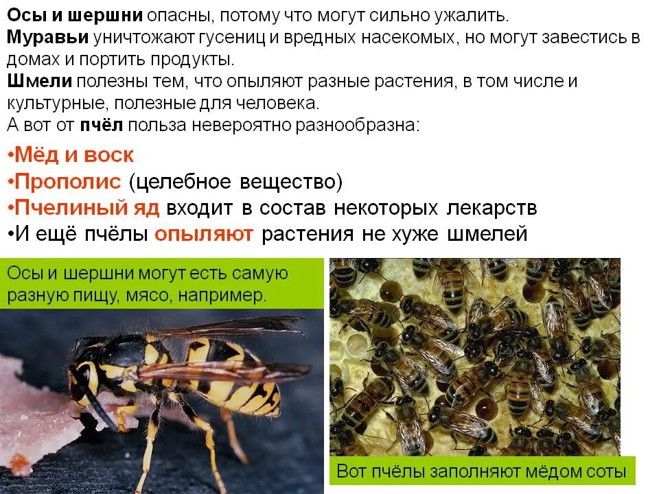 Пчела какая среда обитания. Ядовитые пчелы. Опасные насекомые Оса для человека. Роль осы в природе.