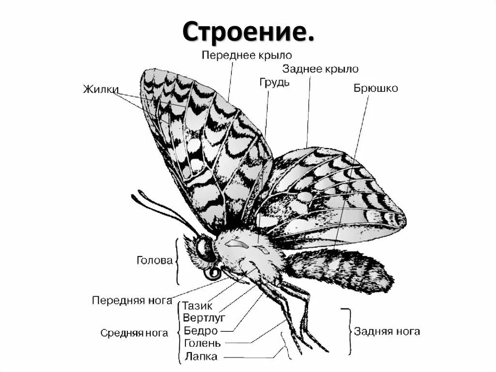 Какое явление изображено на рисунке бабочка