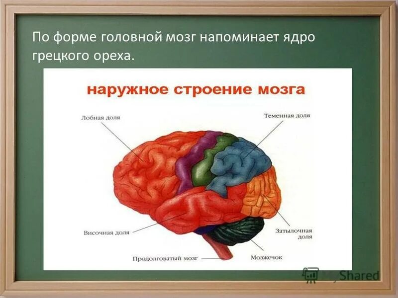 Презентация как работает наш организм 3 класс