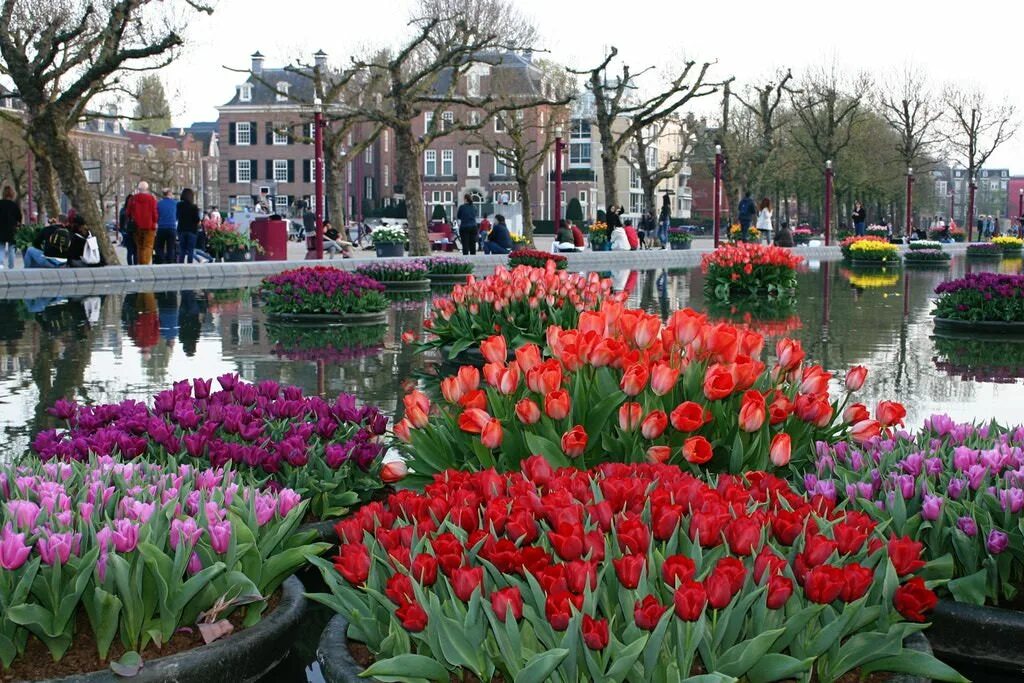 Цветы пл. Фестиваль тюльпанов в Амстердаме. Муниципалитет Амстердама. Амстердам тюльпаны. Фестиваль тюльпанов в Голландии 2023.