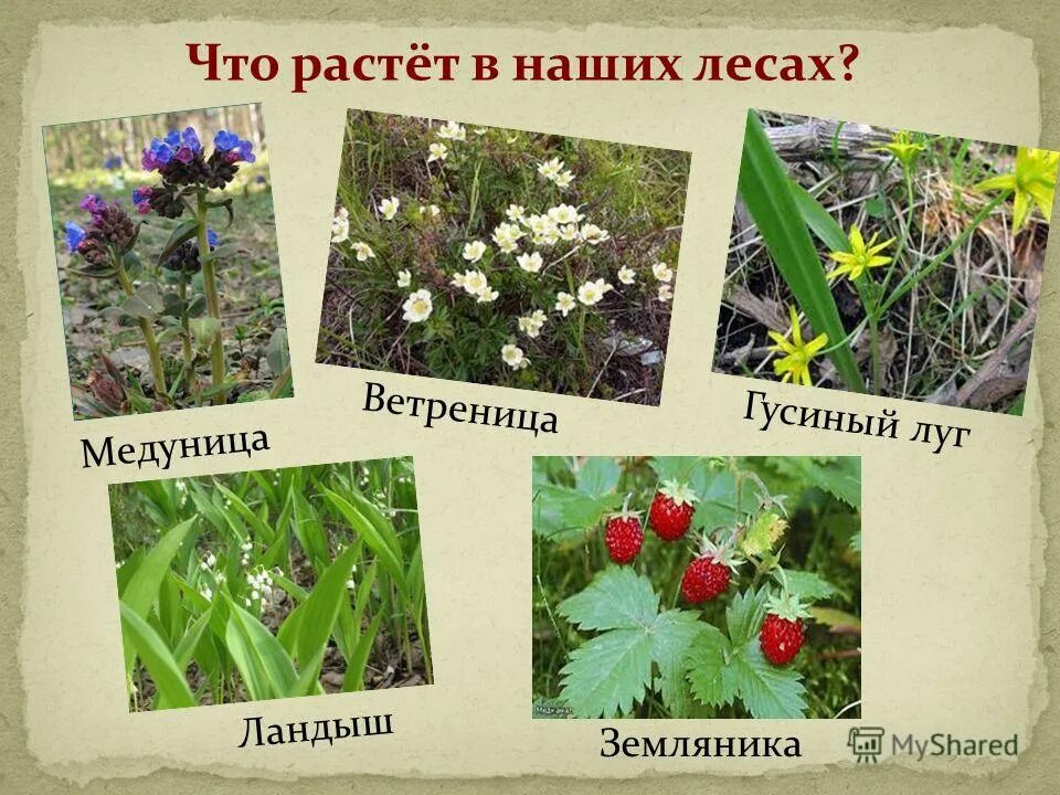 Растения живущие в россии. Растения которые растут в лесу. Растения которые растут в лесах. Лесные растения названия. Растения наших лесов.