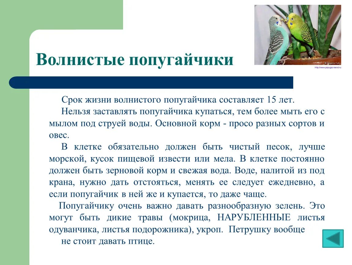 Сколько лет живут попугаи в домашних условиях. Сколько живут волнистые попугаи. Продолжительность жизни домашних попугаев. Продолжительность жизни волнистых попугаев в домашних. Сколько живут волнистые попугаи в домашних условиях.