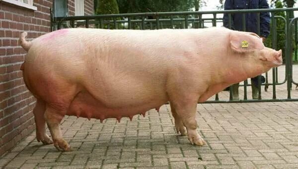 Породы свиней с фотографиями и названиями Pin on Animals -Животные