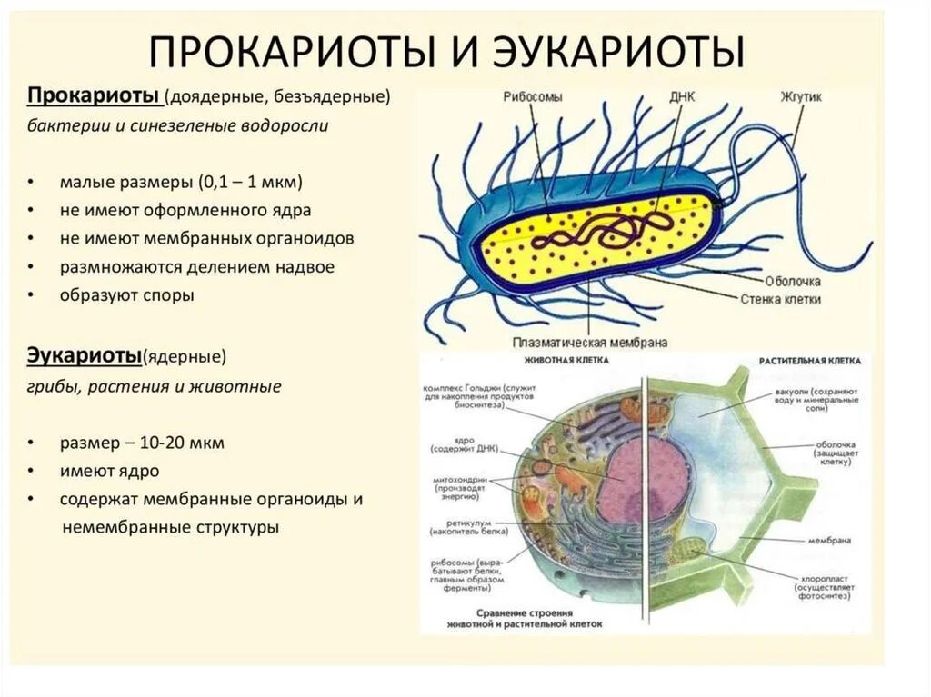 Прокариоты основной признак. Строение клетки прокариот и эукариот. .Структура прокариотических и эукариотических клеток. Строение эукариотической клетки и прокариотической клетки. Клетки прокариот и эукариот.