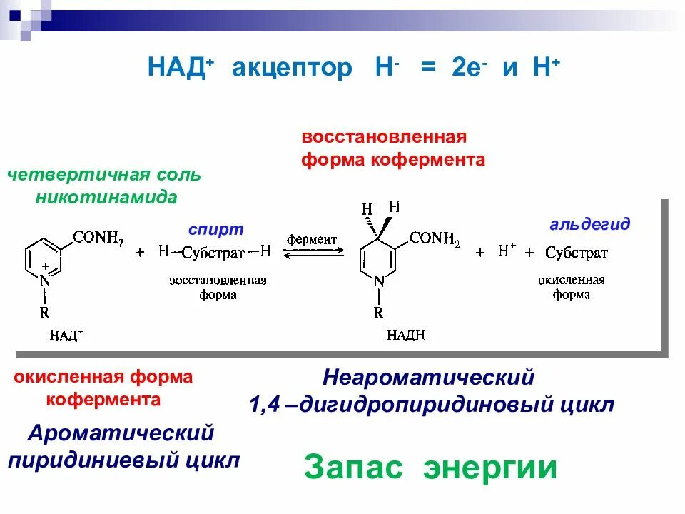 Коферменты над и НАДФ. Кофермент НАДН. Окисленный и восстановленный НАДФ. Окисленная и восстановленная форма над и НАДФ.