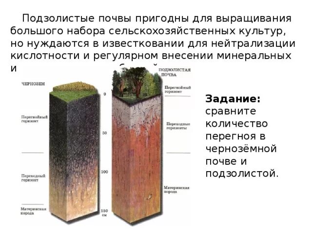 Подзолистые почвы азональные. Гумусовый Горизонт подзолистых почв. Строение подзолистых почв. Подзолистый Тип почвы. Подзолистые почвы строение почвы.