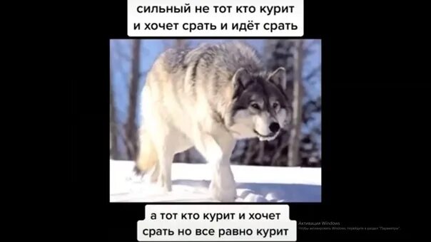 Сегодня какал сильно тужился из попы текст. Волк не тот. Сильный не тот кто курит и хочет. Волк не тот кто курит. Волк сильный не тот.